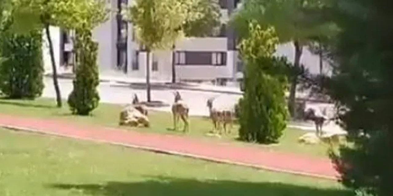 Elazığ’da dağ keçileri şehir merkezine indi