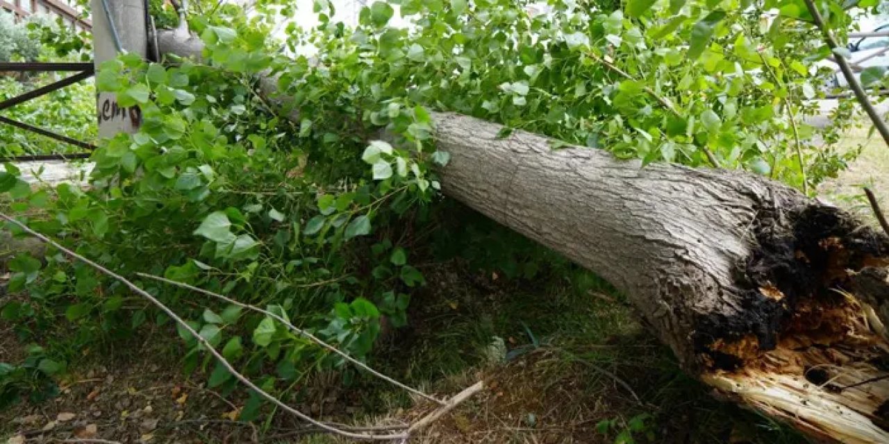 Samsun’da fırtına ağacı kökünden söktü