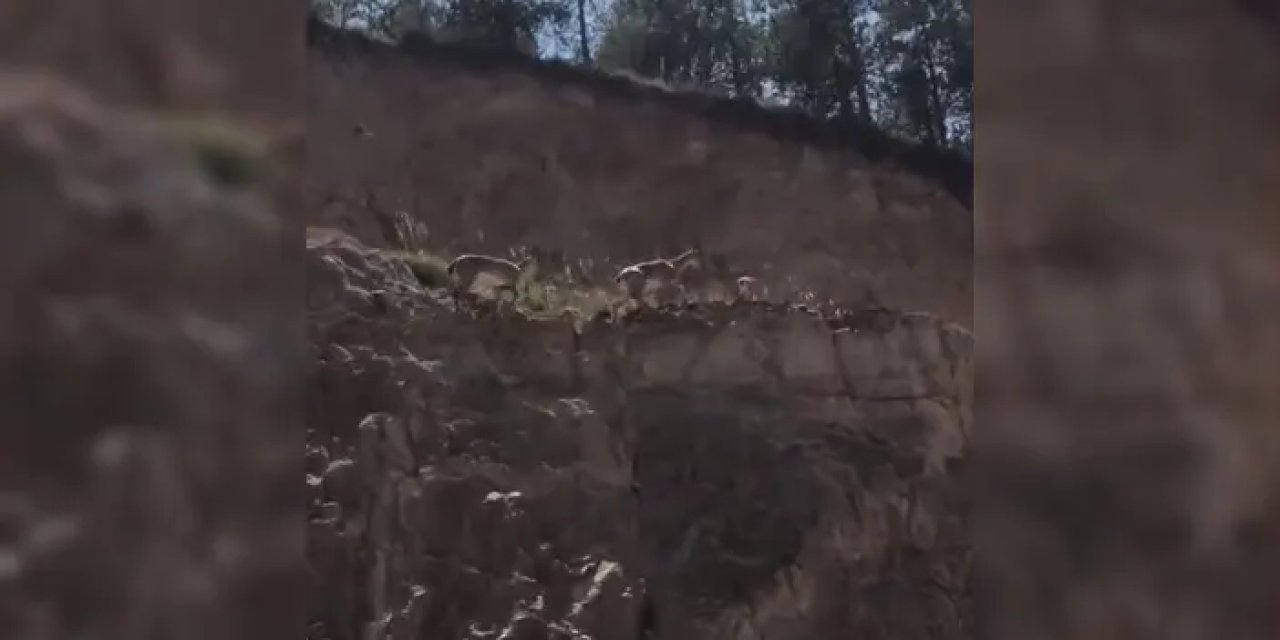 Gümüşhane’de yaban keçileri görüntülendi