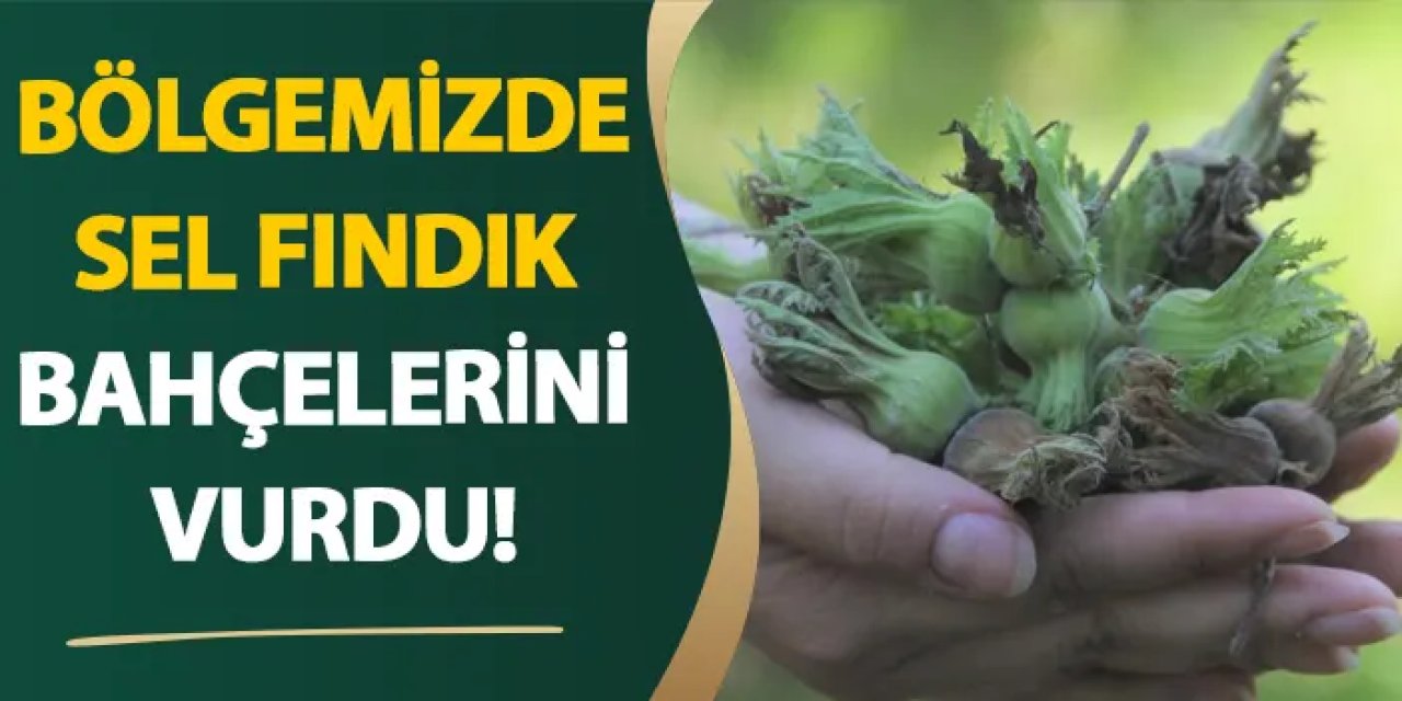Ordu’da sel fındık bahçelerini vurdu!
