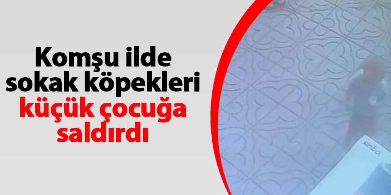 Rize'de sokak köpekleri küçük çocuğa saldırdı