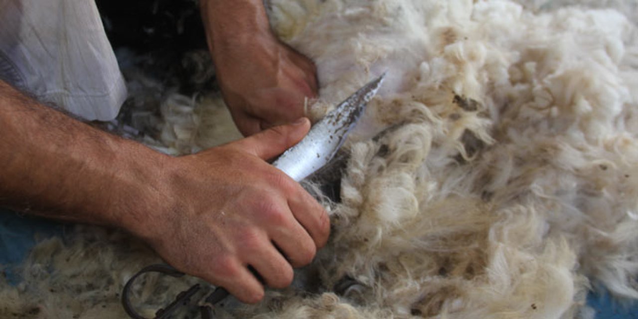 Bayburt'ta koyun kırkma mesaisi başladı