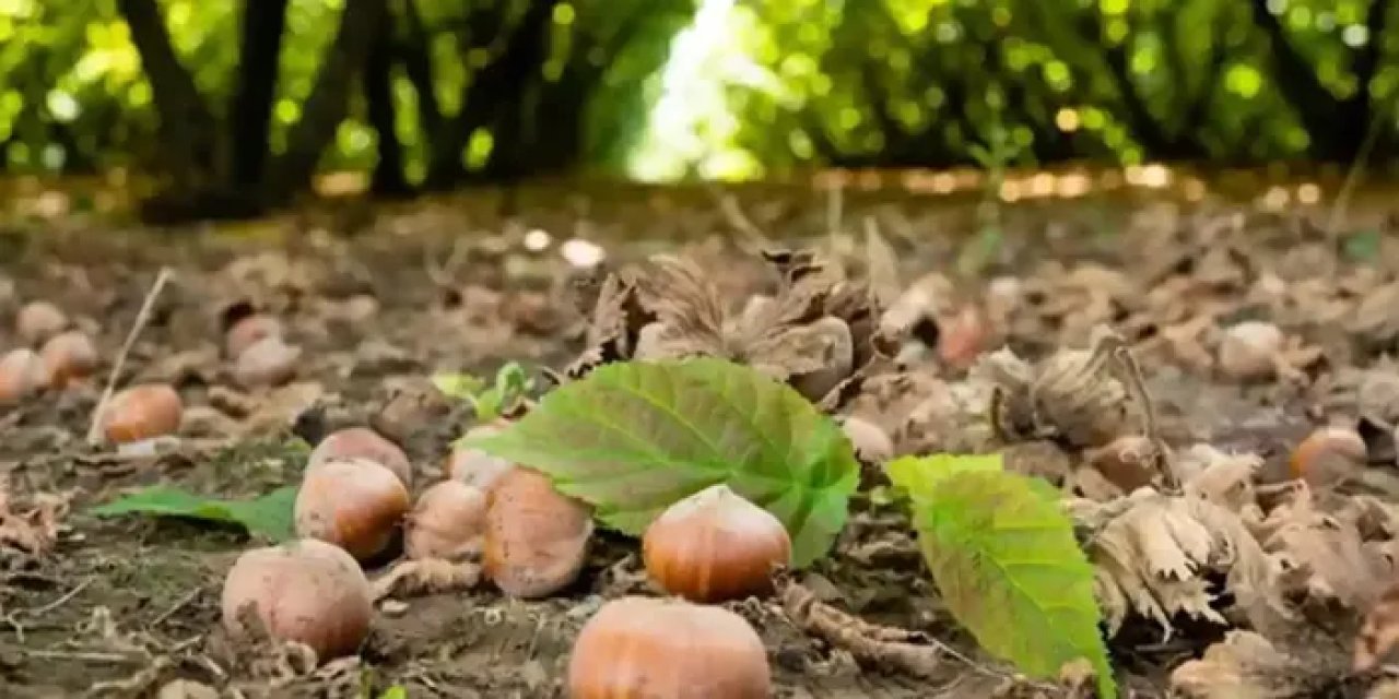 Trabzon'da fındık için yevmiye ve patoz ücreti ne kadar olacak? İşte beklenen fiyatlar