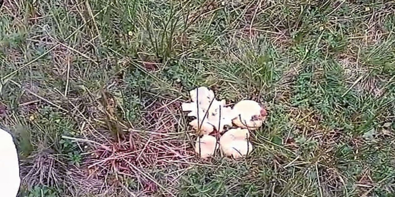 Giresun yaylalarında yağış bereketi mantar bolluğunu getirdi