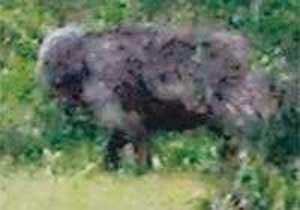 Dünya Bu Yaratığı Konuşuyor