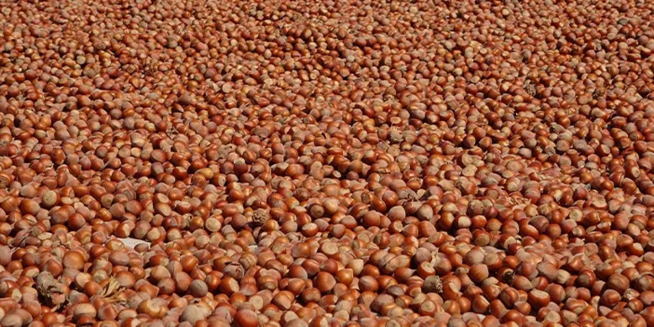 Ordu'da saatte 3 bin 500 TL kazanıyorlar!