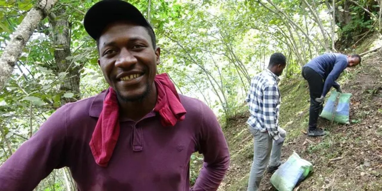 Giresun’da Afrikalı öğrenciler fındıktan harçlık çıkartıyor