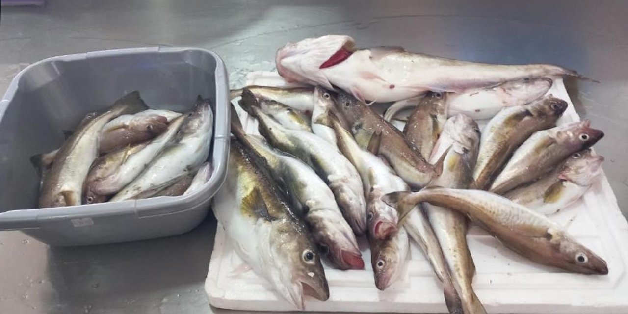 Ordu’da 1,5 kilogramlık mezgit ilgi odağı oldu