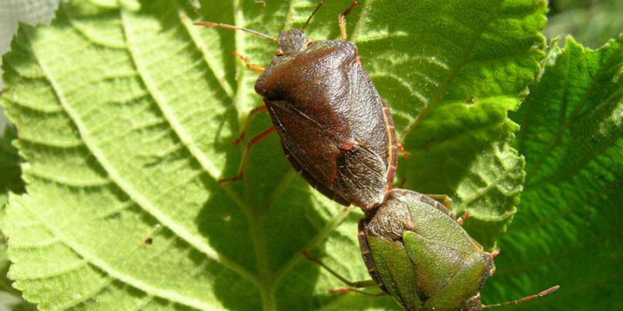 Trabzon'da kahverengi kokarca için ilaç dağıtılıyor!