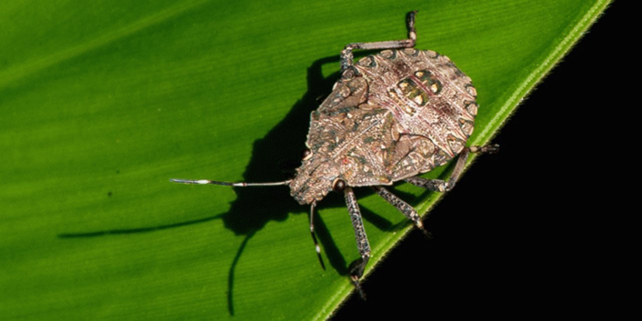 Giresun'dan kahverengi kokarcalara karşı mücadelede ilaçlama çağrısı!
