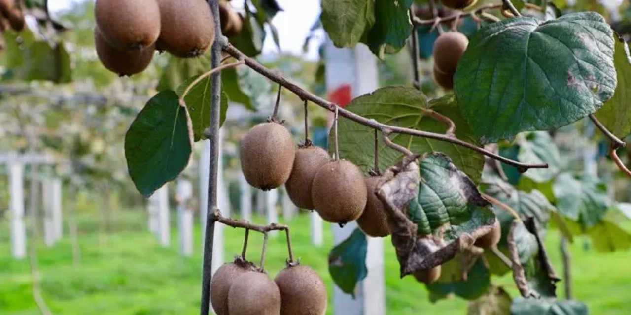 Çarşamba’da kivi üreticiler birliği kuruldu!