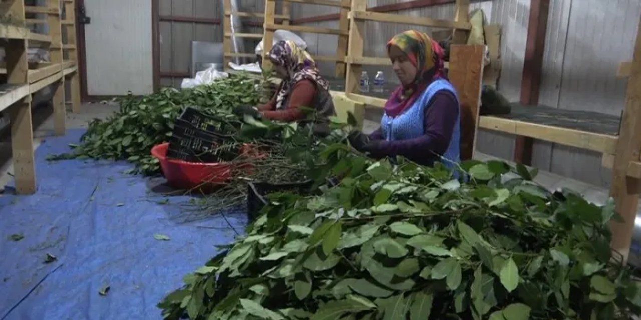 Samsun’da tıbbi bitkileri kurutup ihraç ediyor