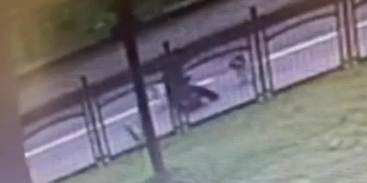 Rize’de sokak köpekleri saldırdı: Kadın paniğe kapılıp düştü