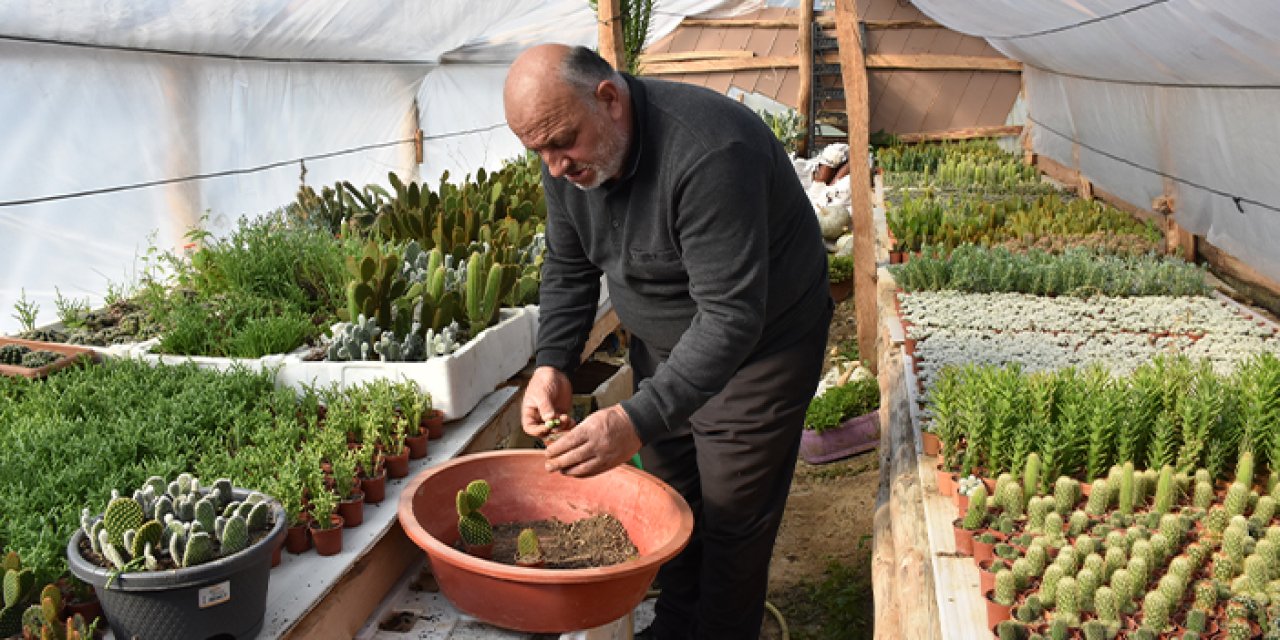 Trabzon'da kaktüs serası! Arkadaşından etkilenerek başladı şimdi 3 serası var
