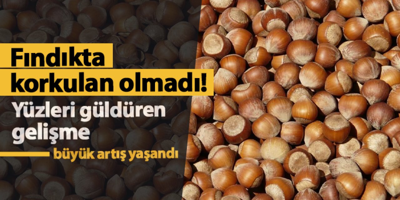 Fındıkta korkulan olmadı! Yüzleri güldüren gelişme