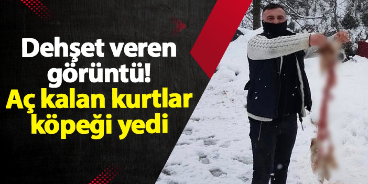 Artvin’de dehşet veren görüntü! Aç kalan kurtlar köpeği yedi