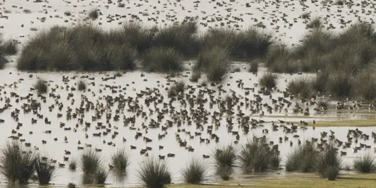 Samsun’da su kuşu sayım eğitimi! 71 tür tespit edildi