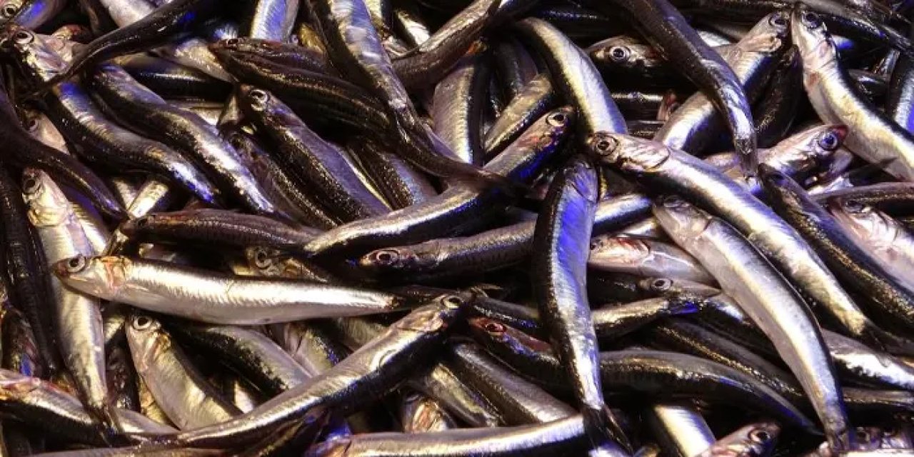 Hamsiden 9 milyon dolarlık gelir