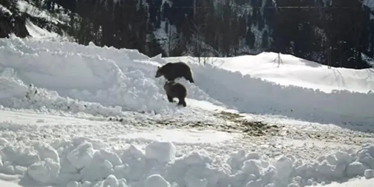 Rize’de kış uykusuna yatmayan ayılar yiyecek arayışında!