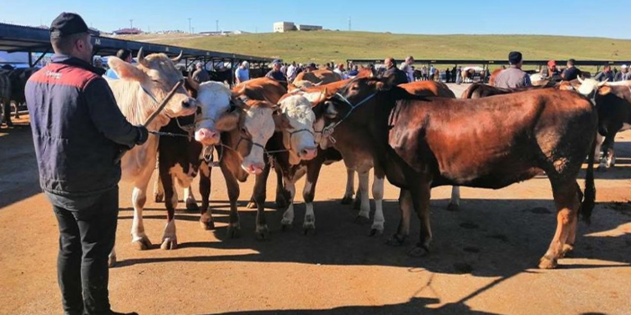 Bayburt’ta canlı hayvan nakli için zorunlu eğitim: Belgesiz nakil yok!