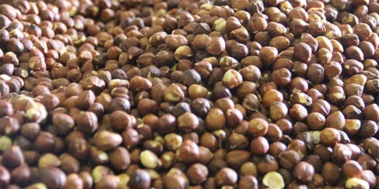 Fındıkta iklim değişikliği endişesi