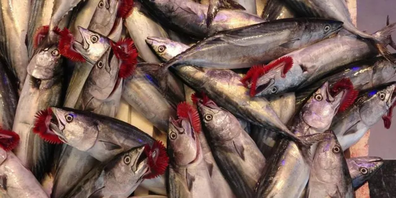 Bol avlanmasına karşın balıkta beklenmedik gelişme!