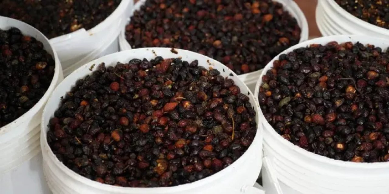 Gümüşhane’nin kuşburunları şişelendi! 2 farklı ürüne dönüşüyor