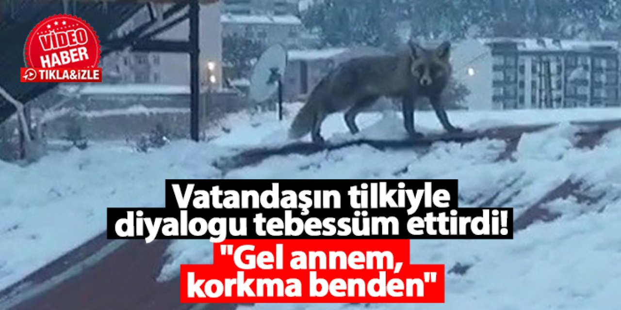 Bayburt'ta vatandaşın tilkiyle diyalogu tebessüm ettirdi! "Gel annem, korkma benden"