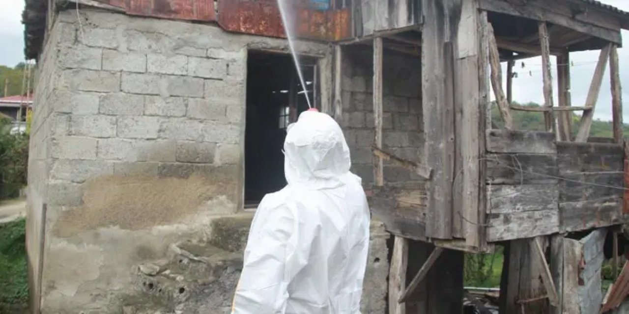 Ordu’da kahverengi kokarca ile mücadele! 200 bin nokta ilaçlandı