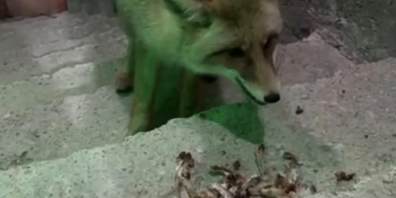 Rize'de tilkiyi "uşağum" diye çağırdılar! Elleriyle beslediler