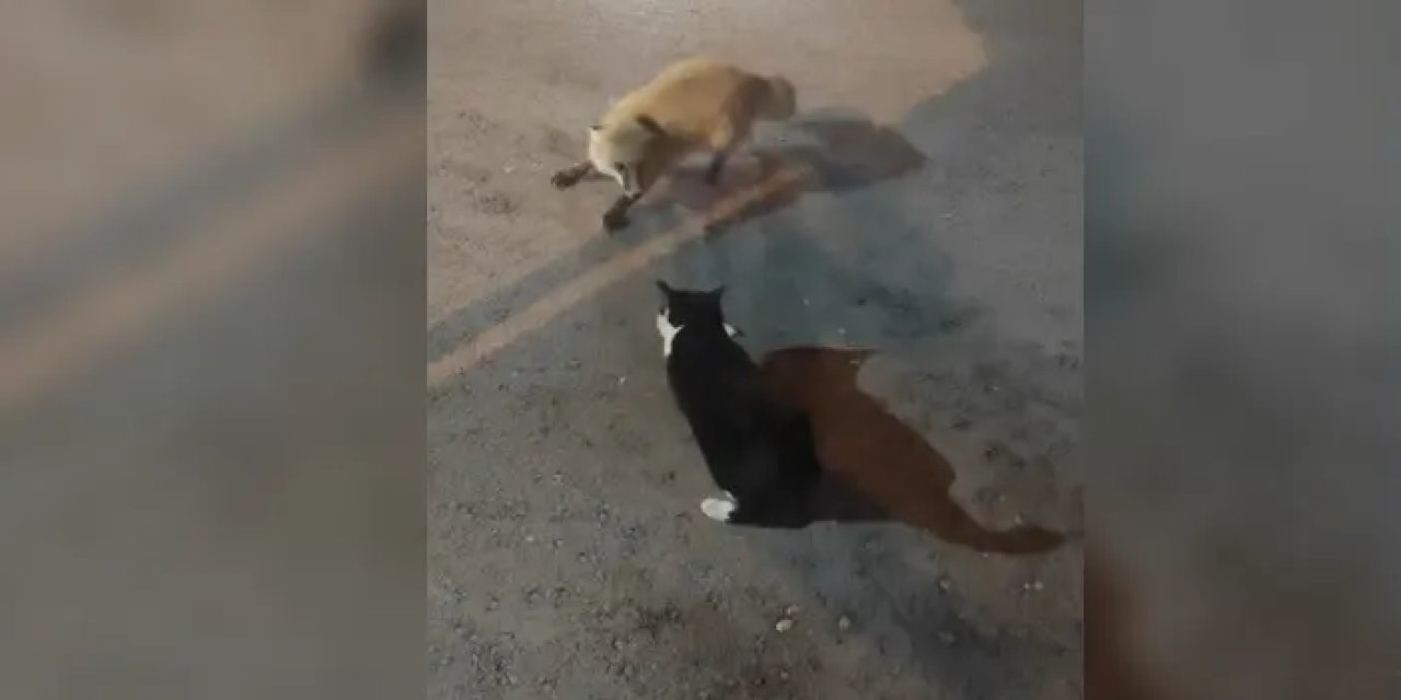 Bayburt’ta tilki ile kedi arasındaki yemek kavgası gülümsetti