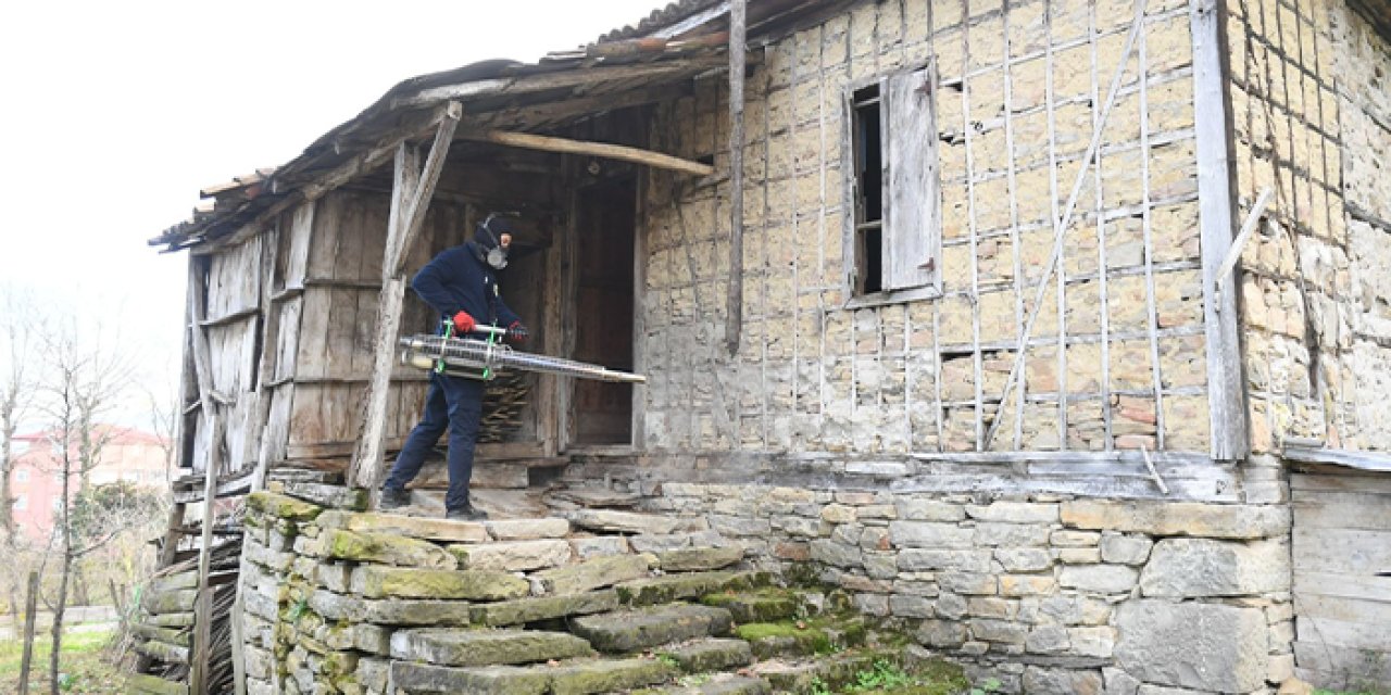 Ordu'da bu belaya çare aranıyor! 250 bin kışlak ilaçlandı