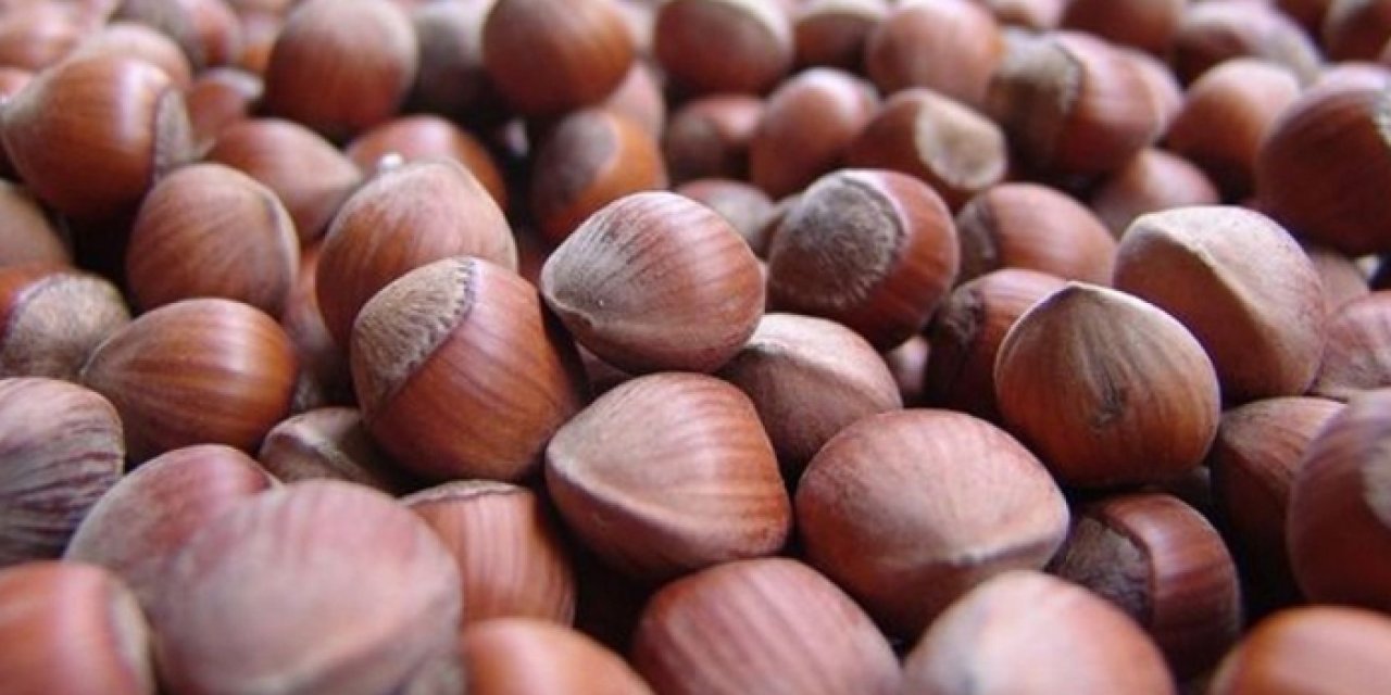 Fındık aldı başını gidiyor! İşte güncel fiyat