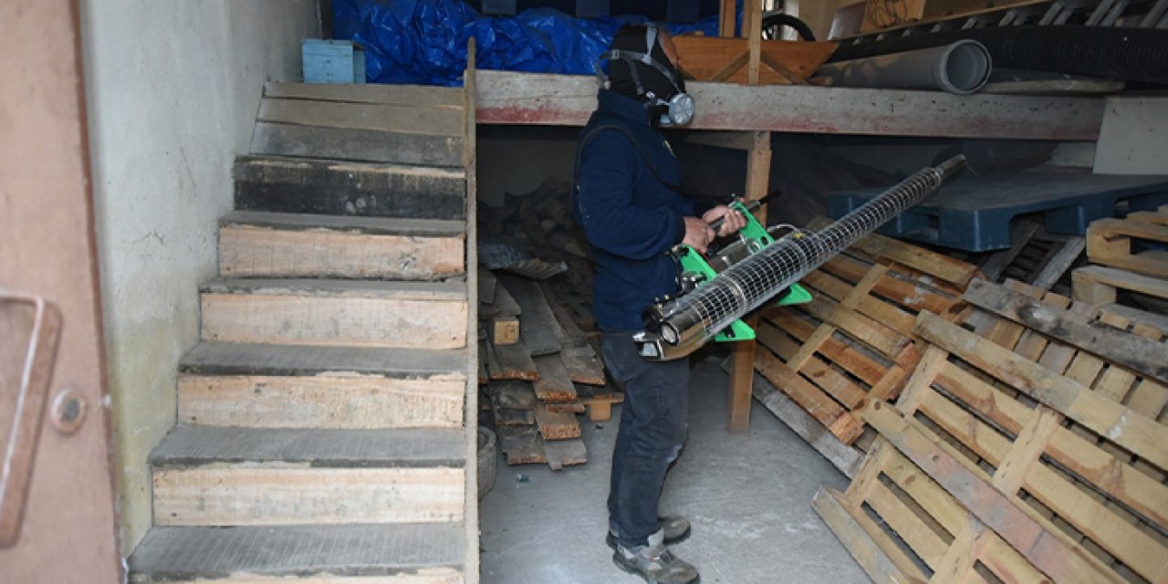 Ordu’da kahverengi kokarca ile mücadele: 250 bin kışlak ilaçlandı