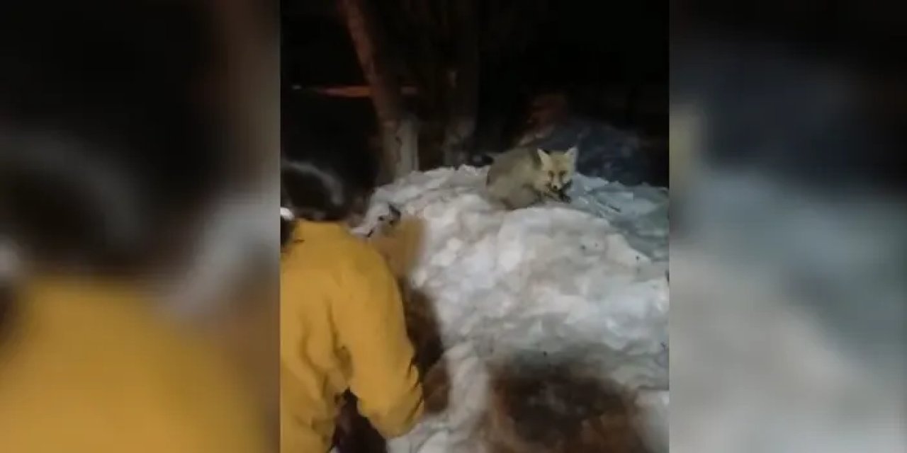 Bayburt’ta evlerinin önüne gelen tilkiyi ekmekle besledi