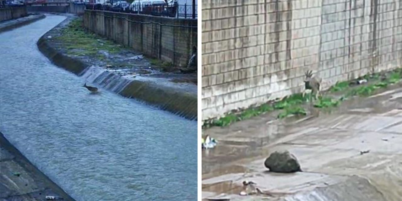 Artvin’de mahsur kalan karacaya kurtarma operasyonu!