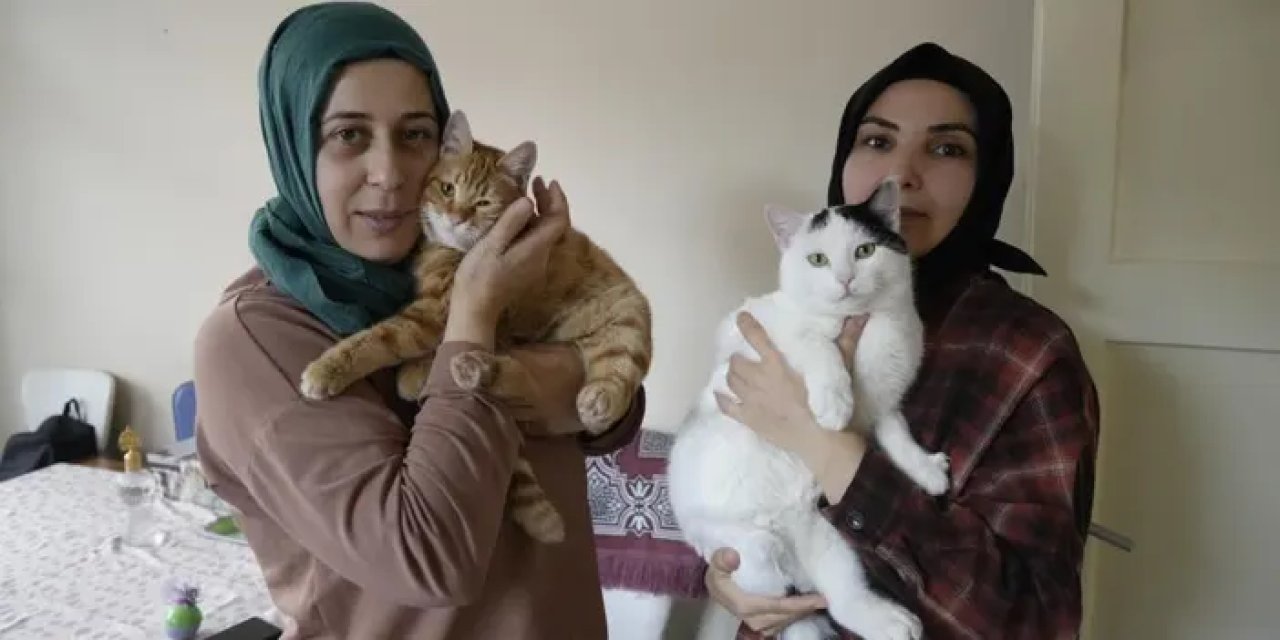 Gümüşhane’de engelli kediler bu merkezde hayata tutunuyor!