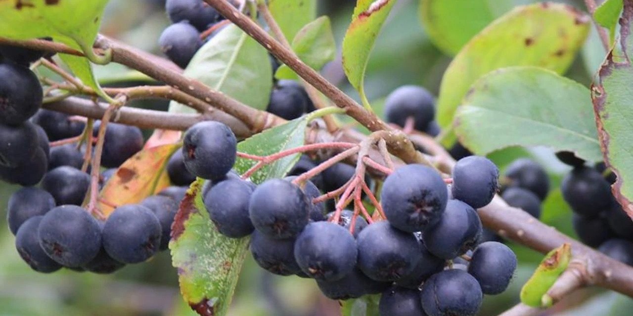 Akçaabat'ta aronya için iş birliği: Belediye, Sanayi ve Üniversite bir arada