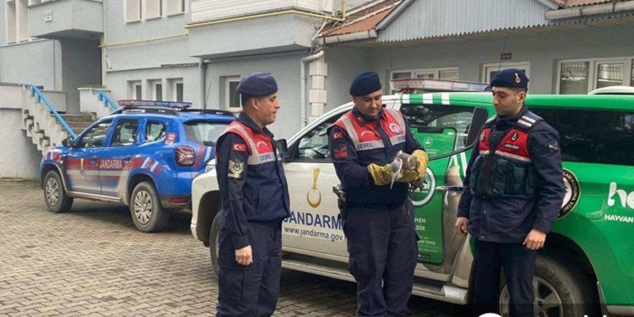 Giresun'da yaralı balıkçıl kuşu koruma altına alındı