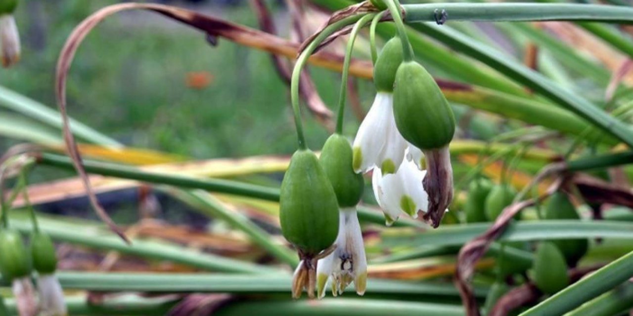 Samsun’da çevreye zararın bedeli ağır oldu!