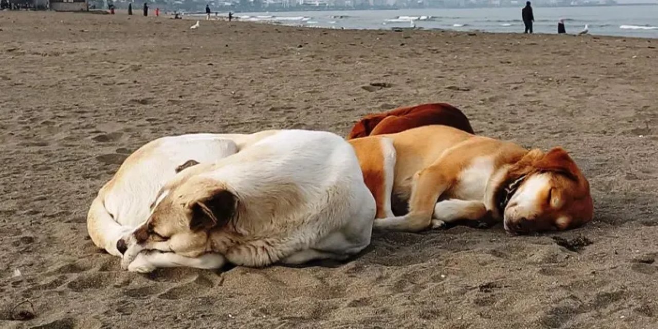 Samsun’da kedi ve köpeklere çipleri takıldı!