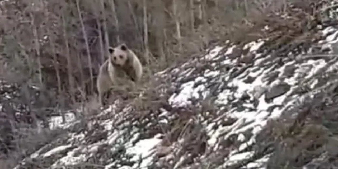 Gümüşhane kent merkezine yakın noktada ayı ile karşılaştılar