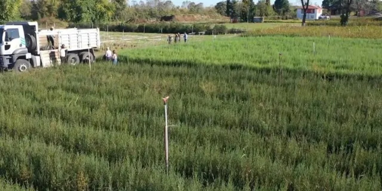 Samsun’da yılda 10 milyon fidan üretiliyor!