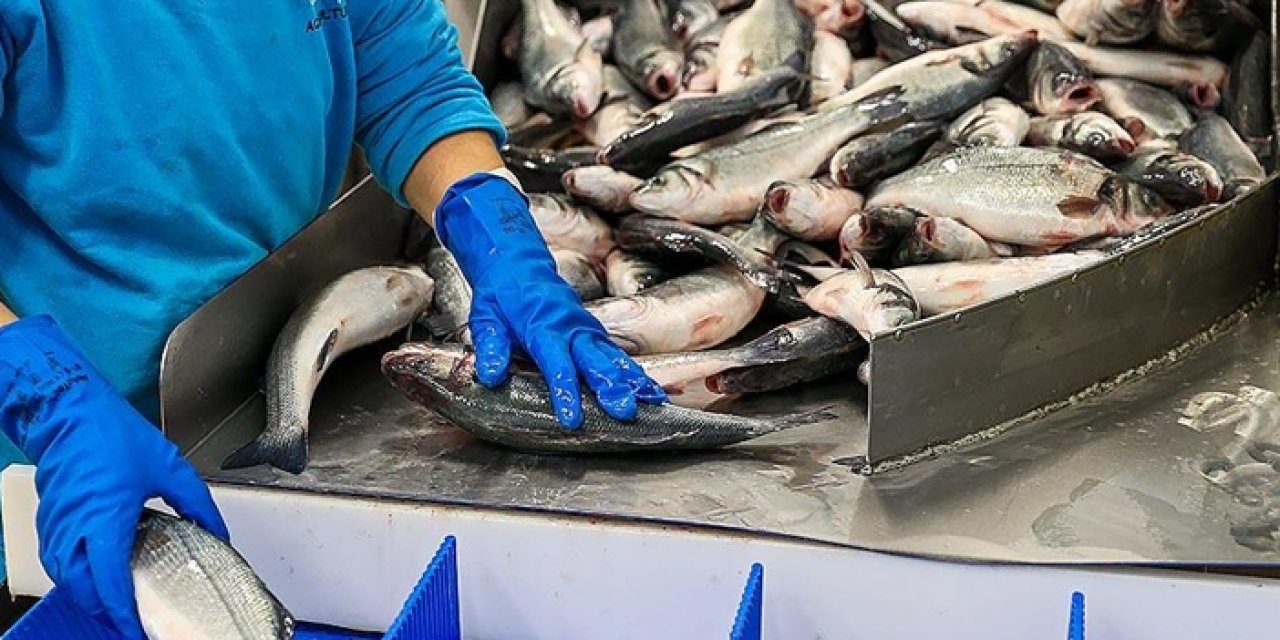 Trabzon'da su ürünleri ihracatında büyük artış