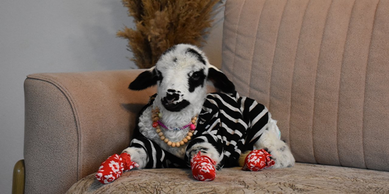 Ordu'da annesinin emzirmediği kuzuya evde bakıyor