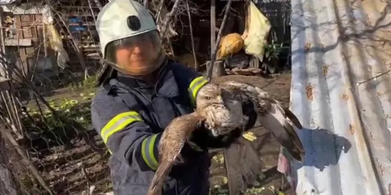 Ordu’da kümeste mahsur kalan doğanın imdadına koşuldu