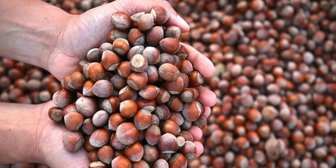 Giresun'da fındık fiyatı 135 lirayı gördü!