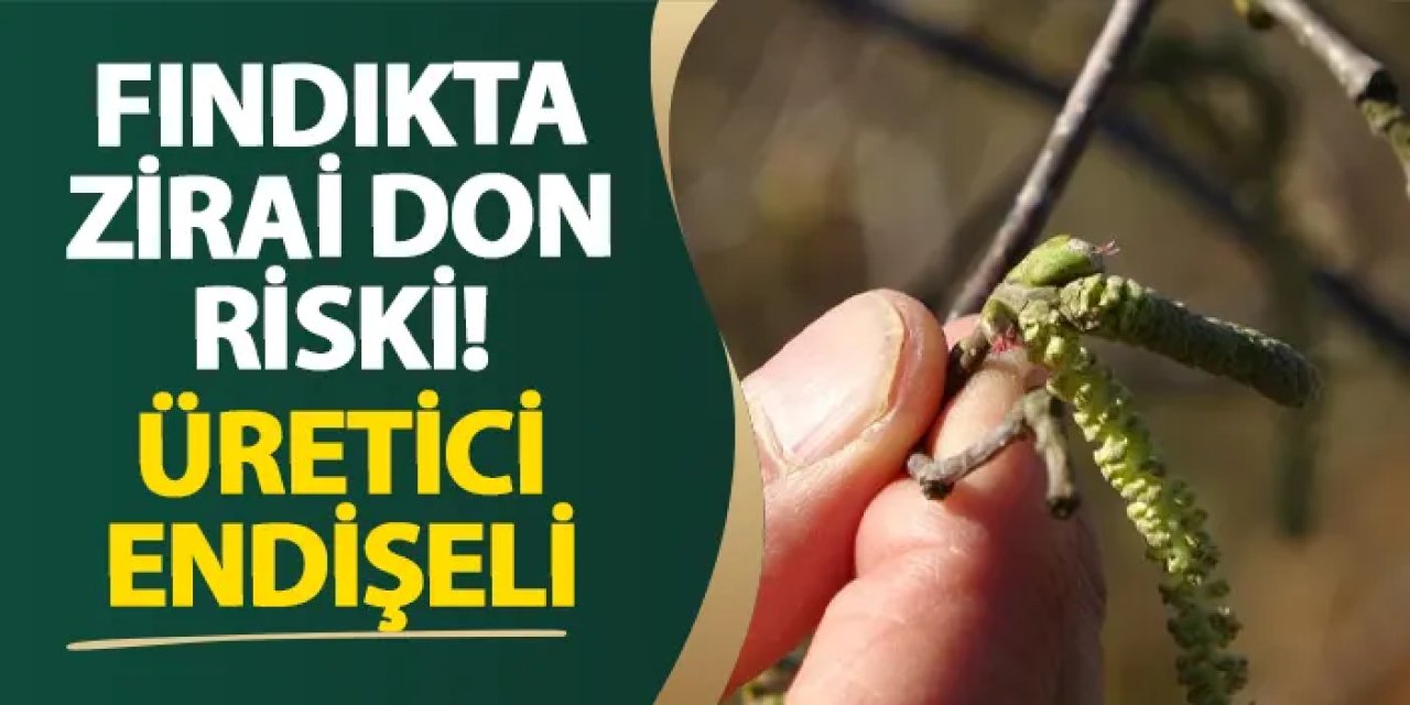 Giresun’da fındıkta zirai don riski! Üretici endişeli