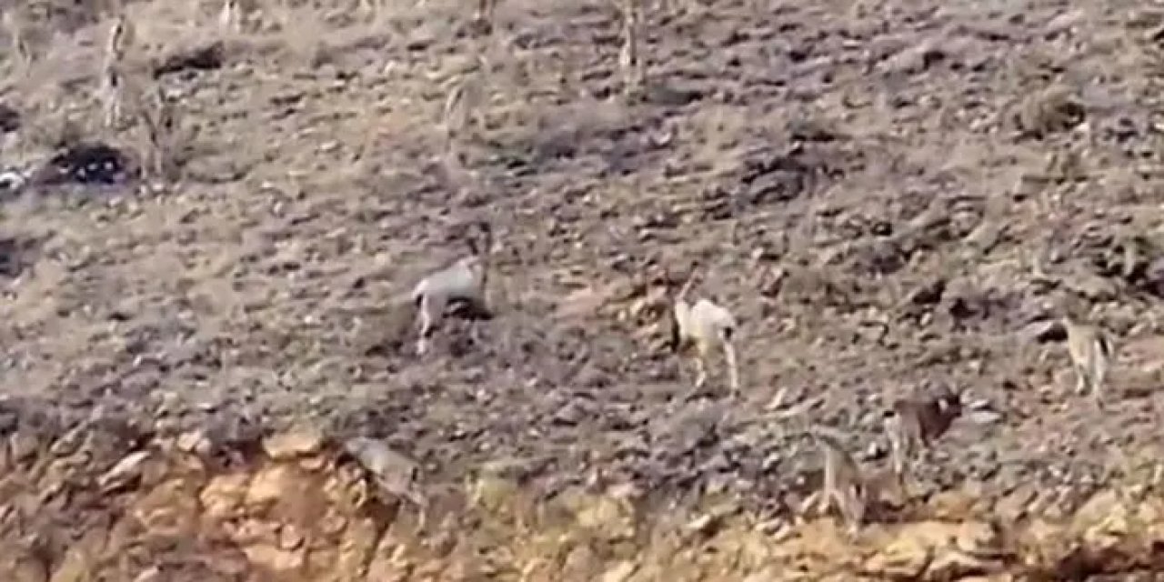 Gümüşhane’de yaban keçileri sürü halinde görüntülendi