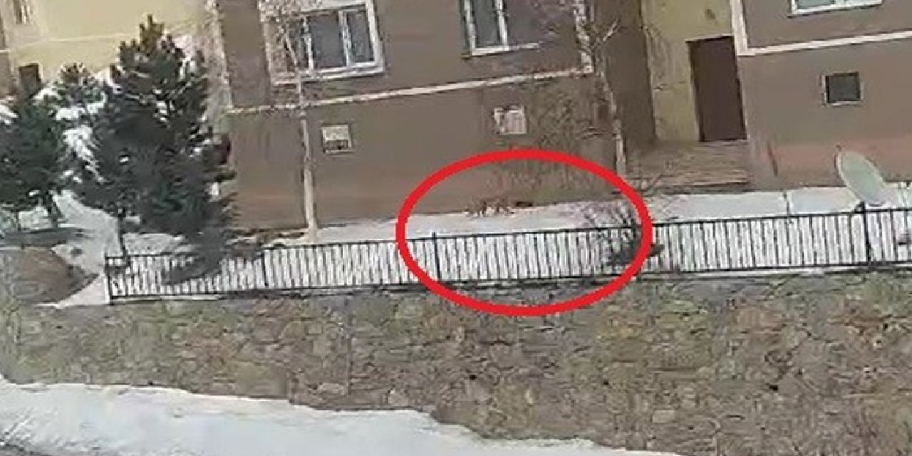 Bayburt’ta tilki şehir merkezine indi! Her gün aynı yerde yiyecek arıyor